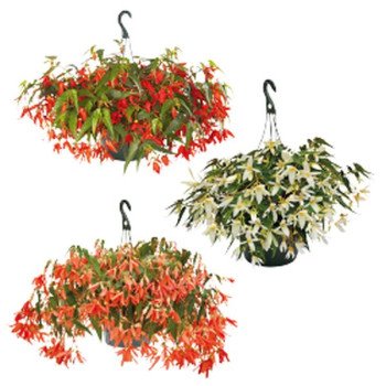 Бегонія Сан Сіті F1 суміш (mix) /30 насінин/ *Benary*