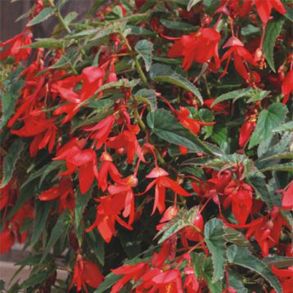 Насіння бегонії Копакабана F1 червона (red) /100 насінин (драже)/ *Cerny*