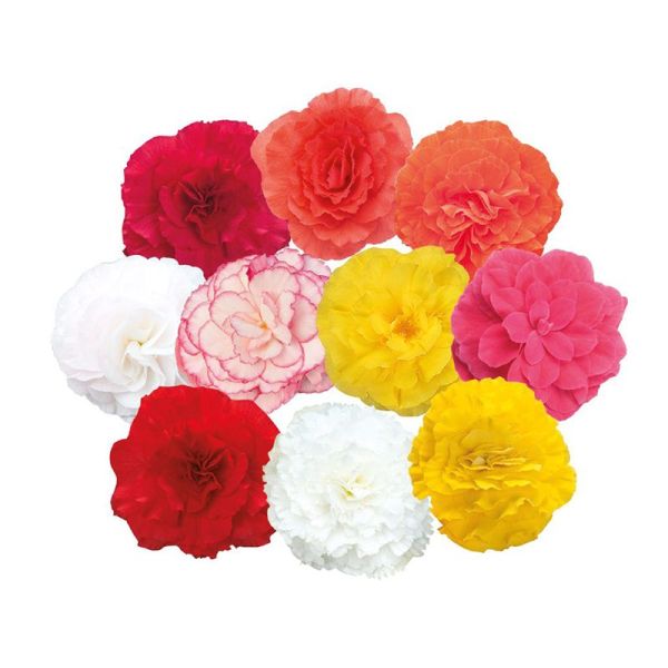 Насіння бегонії Нонстоп F1 суміш (mix) /100 насінин (драже)/ *Benary*