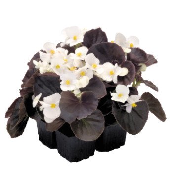 Бегония Найтлайф F1 белая (white) бронзовый лист /200 семян/ *Benary*