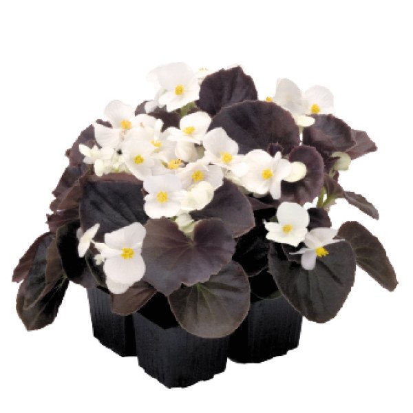 Насіння бегонії Найтлайф F1 білий (white) бронзовий лист /200 насінин/ *Benary*