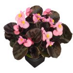 Бегонія Найтлайф F1 рожева (pink) бронзовий лист /200 насінин/ *Benary*