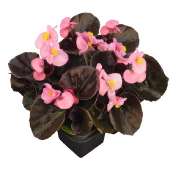 Бегонія Найтлайф F1 рожева (pink) бронзовий лист /200 насінин/ *Benary*