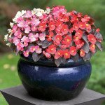 Бегония Найтлайф F1 смесь (mix) бронзовый лист /1.000 семян/ *Benary*