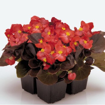 Бегония Найтлайф F1 красная (red) бронзовый лист /200 семян/ *Benary*