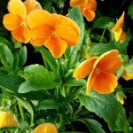 Віола Дельта F1 помаранчева (orange) /100 насінин/ *Syngenta*