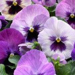 Віола Дельта F1 парпл сюрпрайз (purple surprise) /100 насінин/ *Syngenta*