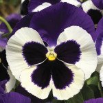 Віола Дельта F1 фіолетово-біла (violet-white) /100 насінин/ *Syngenta*