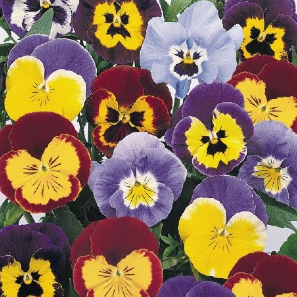 Семена виолы Джокер F1 смесь (mix) /1.000 семян/ *Benary*