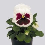 Виола Инспаер F1 белая с красным глазком (white with red blotch) /100 семян/ *Benary*