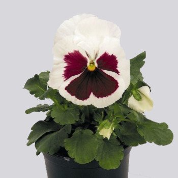 Віола Інспаєр F1 біла з червоним вічком (white with red blotch) /100 насінин/ *Benary*