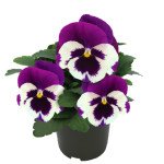 Віола Інспаєр Делюкс F1 біла з фіолетовим крилом (white violet wing) /100 насінин/ *Benary*