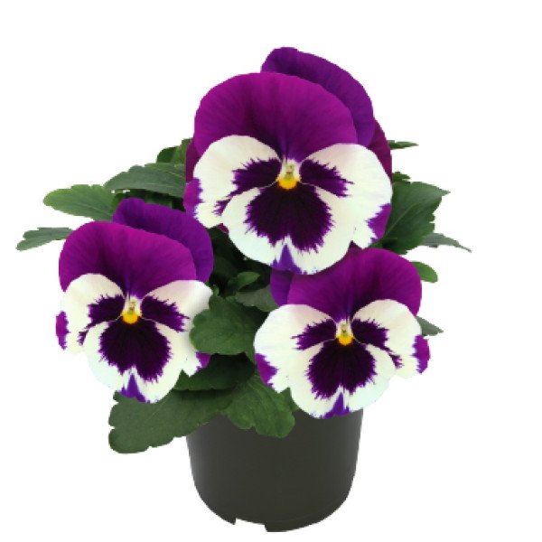 Семена виолы Инспаер Делюкс F1 белая с фиолетовым крылом (white violet wing) /100 семян/ *Benary*