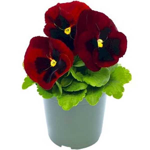 Семена виолы Инспаер Делюкс F1 красная с глазком (red blotch) /100 семян/ *Benary*