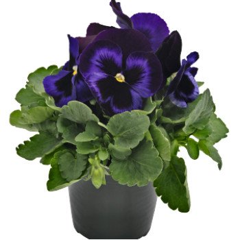 Віола Інспаєр Плюс F1 блу велвет (blue velvet) /100 насінин/ *Benary*