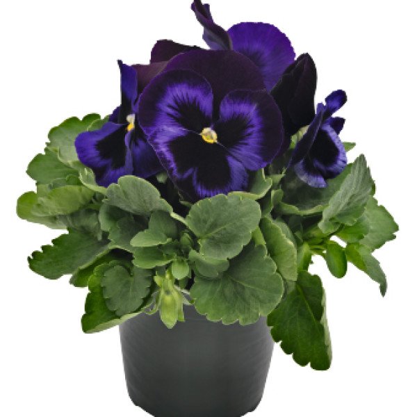 Семена виолы Инспаер Плюс F1 блу велвет (blue velvet) /100 семян/ *Benary*