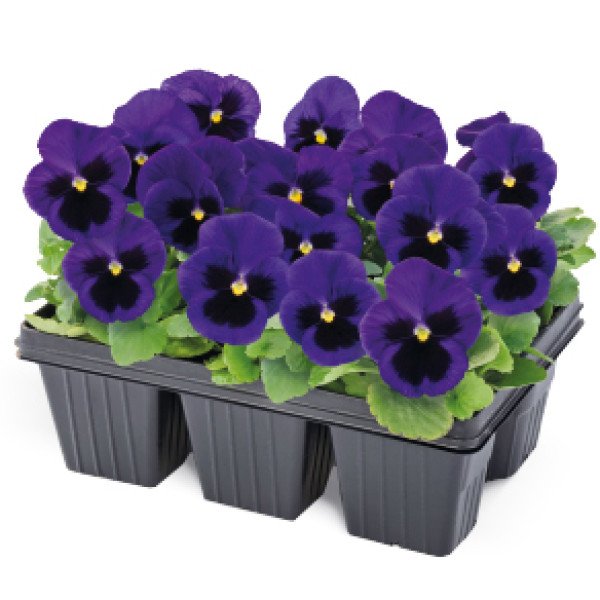 Насіння віоли Інспаєр Плюс F1 синя з вічком (blue blotch) /100 насінин/ *Benary*