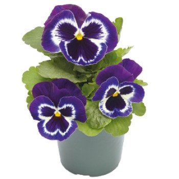 Віола Інспаєр Плюс F1 віолет фейс (violet face) /100 насінин/ *Benary*