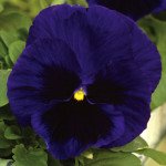 Віола Маммут F1 діп блу дезлі (deep blue dazzle) /100 насінин/ *Syngenta*