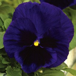 Виола Маммут F1 дип блу дезли (deep blue dazzle) /100 семян/ *Syngenta*