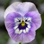 Віола Пенні F1 маріна (marina) /100 насінин/ *Syngenta*
