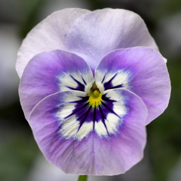 Насіння віоли Пенні F1 маріна (marina) /100 насінин/ *Syngenta*