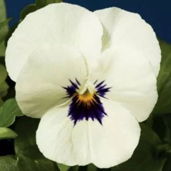 Виола Пенни F1 белая с глазком (white with blotch) /100 семян/ *Syngenta*