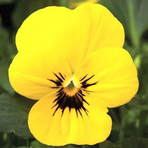 Насіння віоли Пенні F1 жовта з вічком (yellow with blotch) /100 насінин/ *Syngenta*
