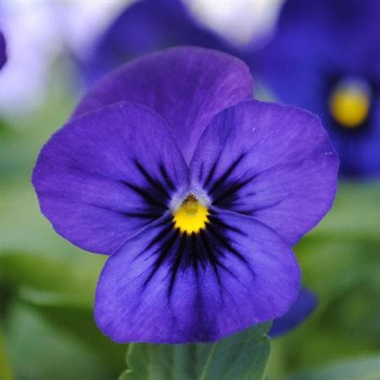 Виола Сорбет XP F1 голубая с глазком (blue blotch) /100 семян/ * Pan American*