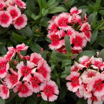 Гвоздика Чиба F1 стровберри (strawberry) /100 семян/ *Hem Genetics*