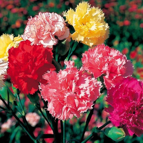 Насіння гвоздики Кан Кан F1 суміш біколор (mix bikolor) /100 насінин/ *Sakata*