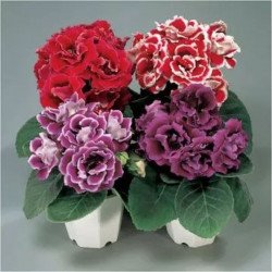 Глоксиния Брокад F1 смесь (mix) /100 семян (драже)/ *Sakata*