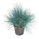 Костриця Бадді блакитна (blue) /100 насінин/ *Benary*