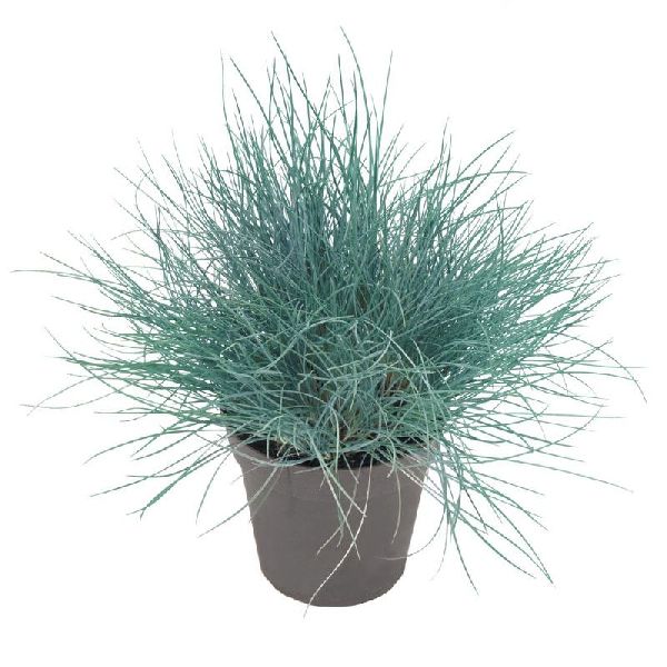 Насіння костриці Бадді блакитна (blue) /100 насінин/ *Benary*