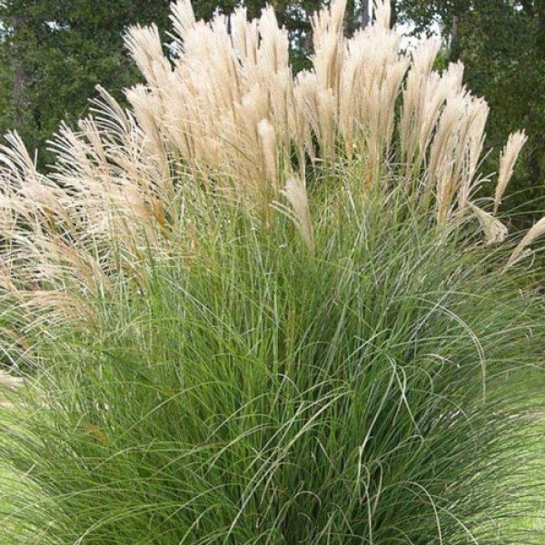 Семена мискантуса китайского /0,2 г/ *W.Legutko*