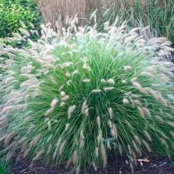 Перистощетинник волохатий /100 насінин/ *Benary*