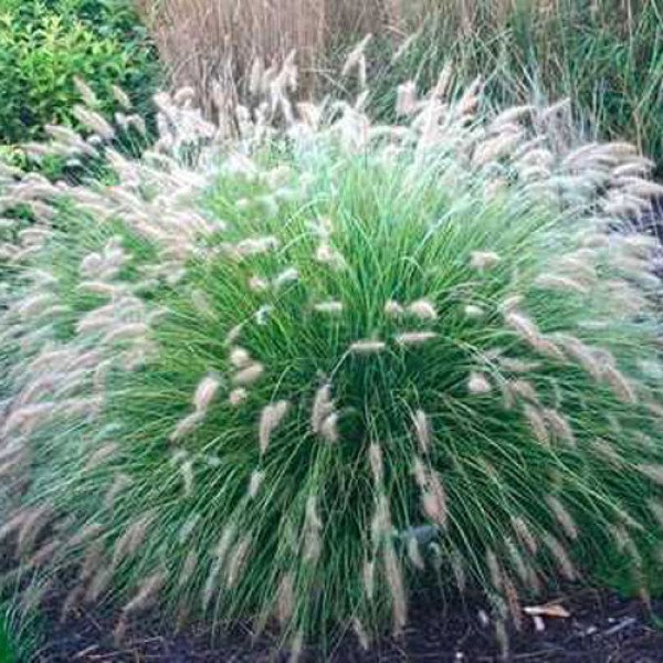 Семена перистощетинника мохнатого /100 семян/ *Benary*