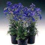 Дельфиниум Делфикс синий (blue) /100 семян/ *Syngenta*