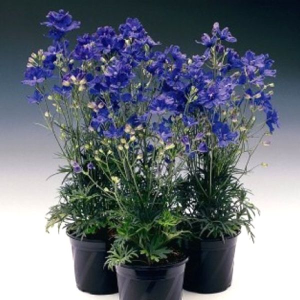 Семена дельфиниума Делфикс синий (blue) /100 семян/ *Syngenta*