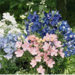 Дельфиниум Саммер смесь (colors) /100 семян/ *Benary*