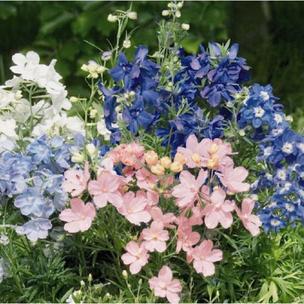 Семена дельфиниума Саммер смесь (colors) /100 семян/ *Benary*