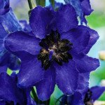 Дельфиниум Магический фонтан махровый темно-синий с темным глазком (dark blue dark bee) /200 семян/ *Benary*