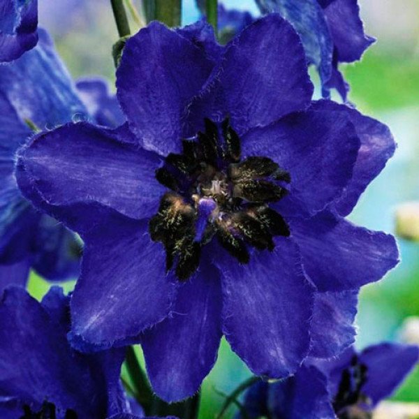 Семена дельфиниума Магический фонтан махровый темно-синий с темным глазком (dark blue dark bee) /200 семян/ *Benary*