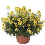 Эризимум Канарис желтый (yellow) /100 семян/ *Syngenta*