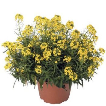 Ерізімум Канаріс жовтий (yellow) /100 насінин/ *Syngenta*