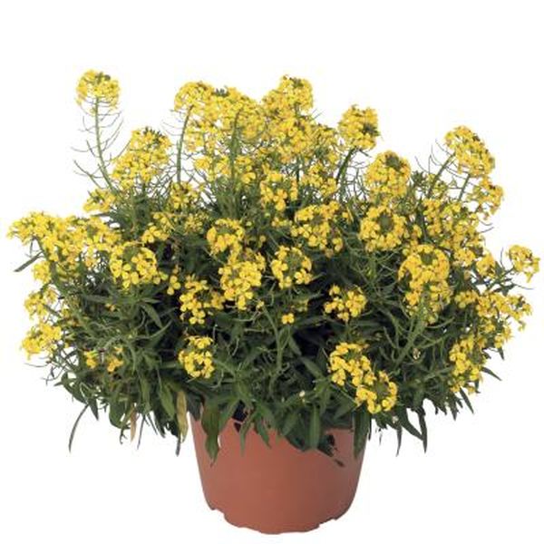 Насіння ерізімуму Канаріс жовтий (yellow) /100 насінин/ *Syngenta*