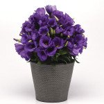 Еустома Сапфір F1 синя (blue) /100 насінин (драже)/ *Pan American*