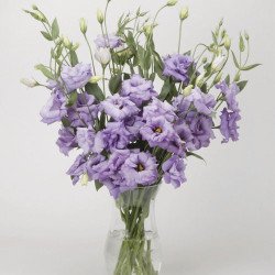 Эустома ABC F1 лавандовая (lavender) /100 семян (драже)/ *Pan American*