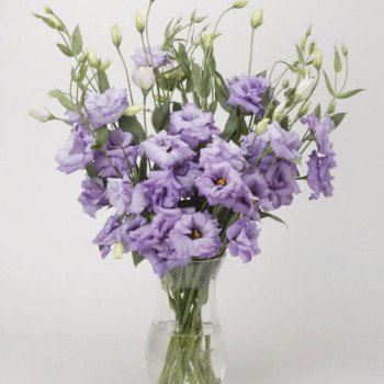 Эустома ABC F1 лавандовая (lavender) /100 семян (драже)/ *Pan American*