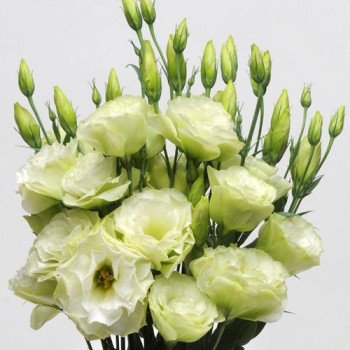 Еустома ABC F1 лайм грін (lime green) /100 насінин (драже)/ *Pan American*